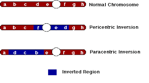 Chromosomal Variation