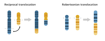 What is a chromosome disorder? | Facts | yourgenome.org