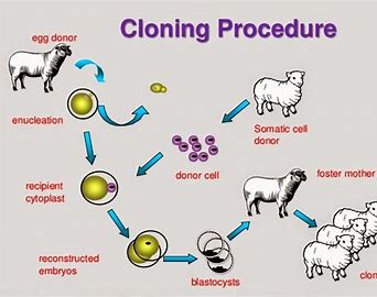 Image result for cloning gentics