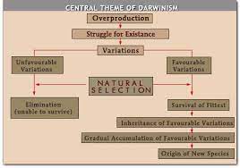 Biography Theory of Evolution Darwin's contributions to Science