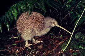 Featured Creature: Kiwi | Blog | Nature | PBS